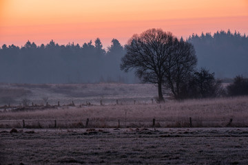 Baum in roter Morgendämmerung auf Wiese vor Wald, Schleswig-Holstein