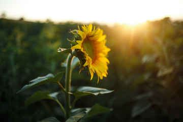 Backdrop Of The Beautiful Sunflowers Garden. Field Of Blooming Sunflowers On A Background Sunset. The Best View Of Sunflower In bloom. Organic And Natural Flower Background.Agricultural On Sunny Day.