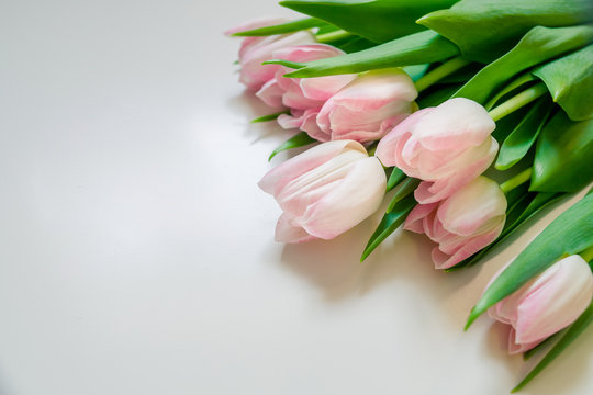 Bouquet of flowers. Pink tulips on white background with copy space for greeting message. Valentine's Day and Mother's Day background. Holiday mock up with tulip flowers. Spring flowers for holiday.