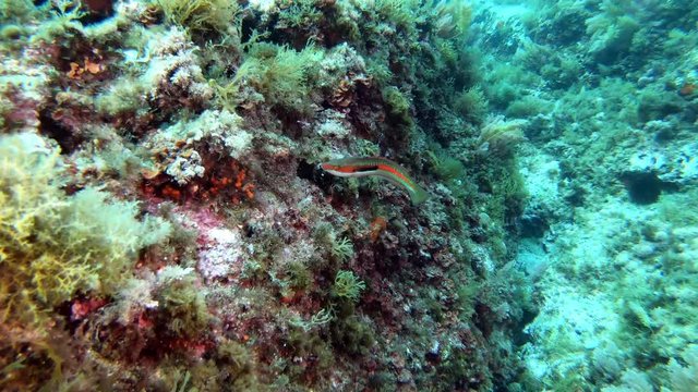 Rainbow wrasse fish in a reef - Mediterranean sea underwater