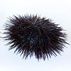 Cooking sea urchins. Seafood ingredients, food background