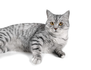 Fototapeta na wymiar Cute gray scottish cat, close portrait on white background, isolated 