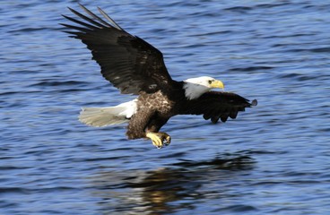 Obraz premium Bald Eagle
