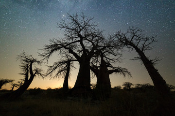 Baobab trees under the stars