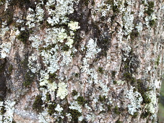 Ecorce lichens