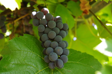 grapes on the vine