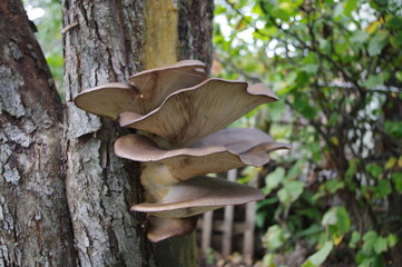mushrooms on tree