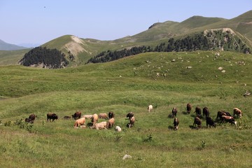  cows are returning home. savsat/artvin/turkey