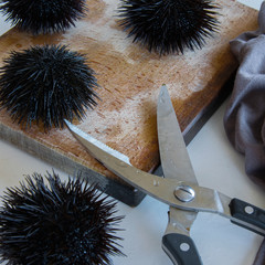 Cooking sea urchins. Seafood ingredients, food background