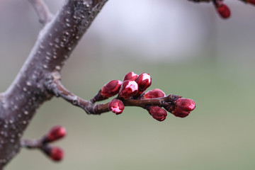 Young prune tree, spring, the beginning of flowering