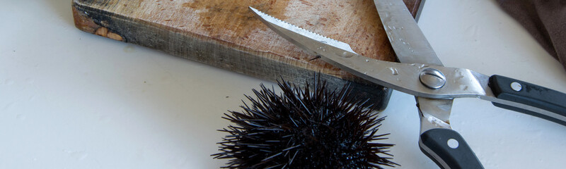 Cooking sea urchins. Seafood ingredients, food background