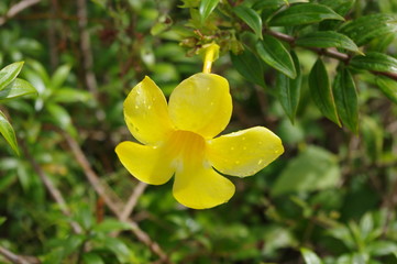 Obraz na płótnie Canvas yellow and yellow flower