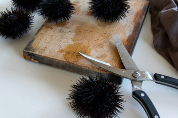 Cooking sea urchins. Seafood ingredients, food background