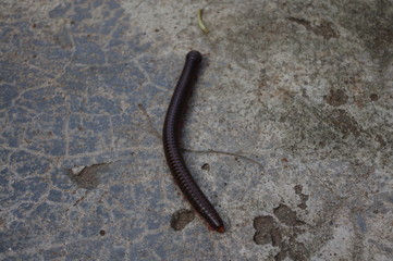 centipede on a wall