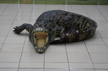 crocodile in water