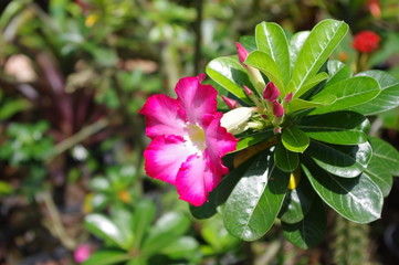 red flower in the garden