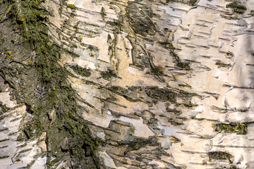 Texture of birch bark in spring.
