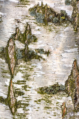 Obraz premium Texture of birch bark in spring.