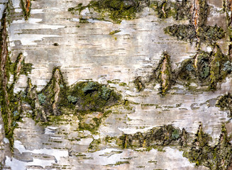 Texture of birch bark in spring.