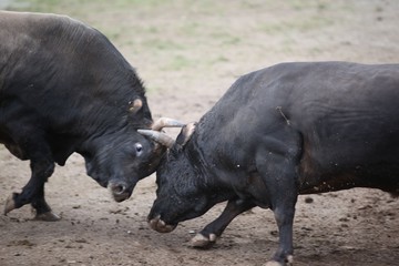 Fighting bull in the arena.artvin/turkey