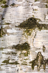 Texture of birch bark in spring.
