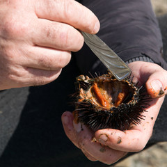 Close up view of man hands opens and cleans sea urchins, for take the eggs inside them.