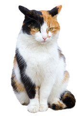 beautiful tricolor street cat on white