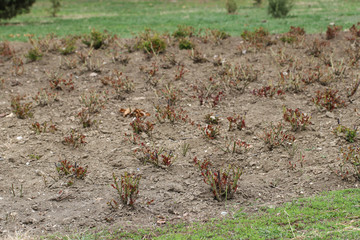 In the spring on a young seedling of a rose the leaves bloom and