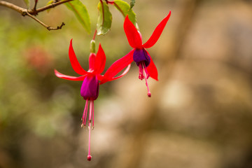 Close-up view of beautiful and unique red flowers in Sintra garden. Fuchsia Boliviana. Macro photo of red dogtooth flowers hanging on a tree in Convento dos Capuchos Sintra, Portugal