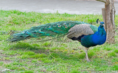 the Beautiful Peacock