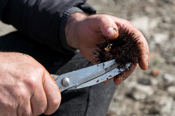Close up view of man hands opens and cleans sea urchins, for take the eggs inside them.
