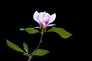 magnolia tree flower on black background