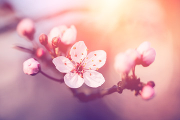 Cherry blossoms © Black Ivy Images