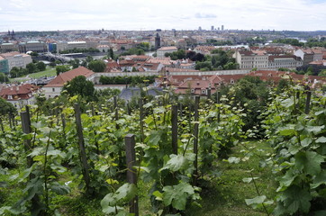 Vineyards in Prague, Czech Republic 