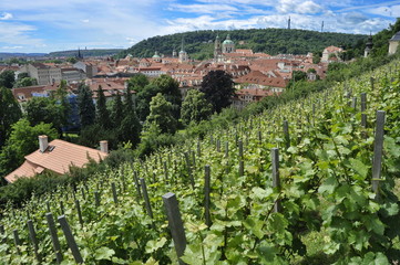 Fototapeta na wymiar Vineyards in Prague, Czech Republic 