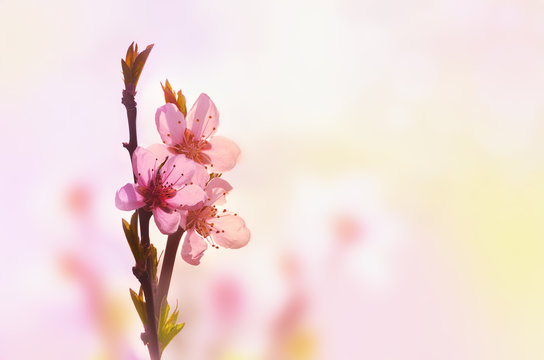 Beautiful floral spring abstract background of nature. Branch of blossoming peach on light pink sky background. For easter and spring greeting cards with copy space © Belight