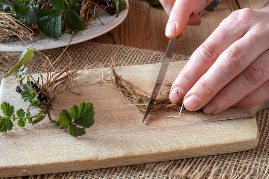 Hands cutting Herb Bennet roots with a knife