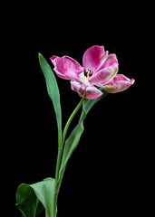 tulpe pink freigestellt mit schwarzem hintergrund