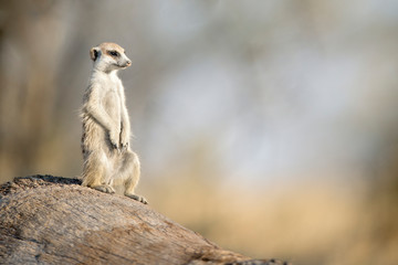 Meerkat in the morning light