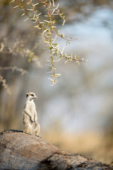 Meerkat in the morning light