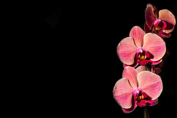 Stem of blue orchid flowers on black background