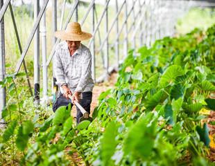 Asian farmer farming in lotus field
