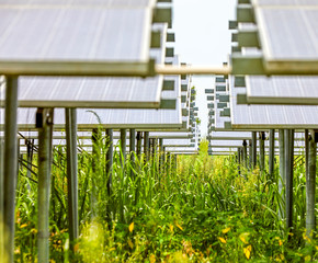 Undergrown solar photovoltaic panels