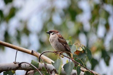 sparrow on a branch