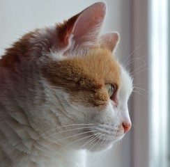 Attentive glance cats