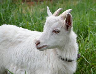 white goat