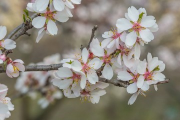 Close up image of white, green and pink flowers with yellow pistils of blossoming almond tree growing in orchard on a spring day
