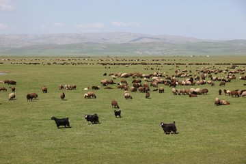 herd of sheep in green meadow. artvin/turkey