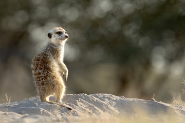 Fototapeta premium Meerkat in morning light