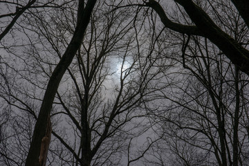 Obraz premium sun and tree silhouette